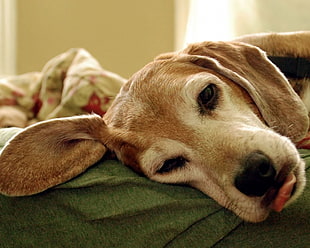 short-coated brown and beige dog on top of green cloth