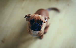 short-coated brown dog, animals, dog, pug  HD wallpaper