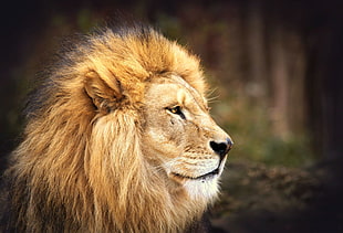 photo of Lion HD wallpaper