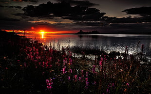 purple flowers, nature, sunset, flowers, clouds