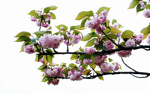 green leaved plant with pink flowers