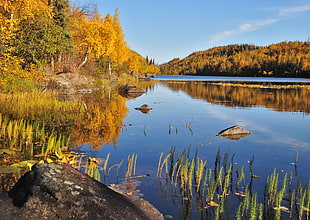 small body of water surrounded by tall trees under blue sky, chickaloon, alaska