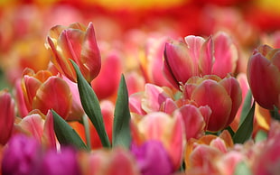 macro shot photography of purple and orange tulip