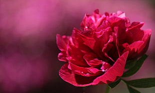 red rose close-up photo