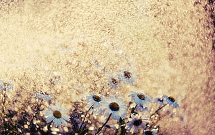 white daisies HD wallpaper