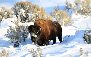 brown yak, bison, snow, animals, nature HD wallpaper