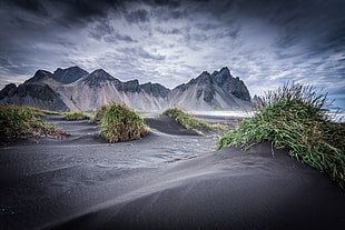 green grasses, nature, landscape, sand, beach