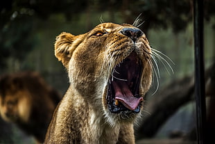 female lion photo HD wallpaper