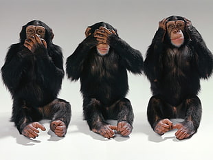 three black monkey photography HD wallpaper