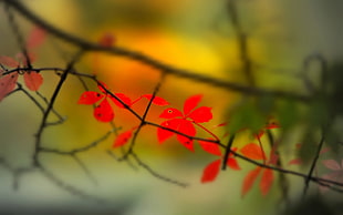 red leaf plant, closeup, branch, leaves, plants