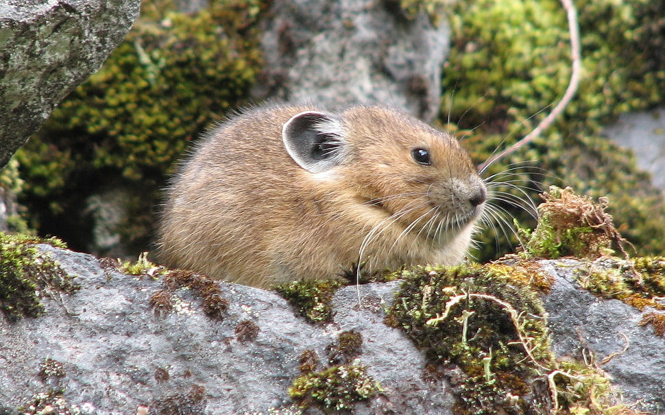 selective focus photography of brown rodent on gray rock HD wallpaper