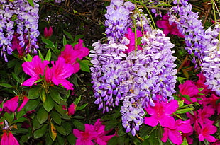 purple petal flowers HD wallpaper