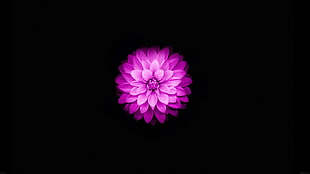 pink lotus flower, flowers, black, simple background, simple