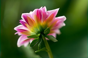 shallow focus of pink, green and yellow flower HD wallpaper