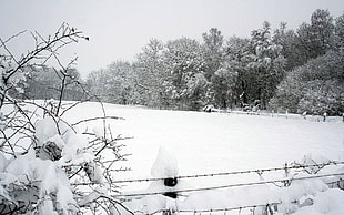 snow field beside trees under white clouds