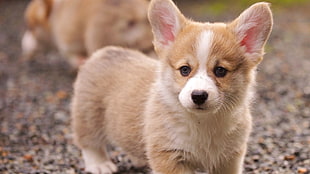 brown and white corgi puppy, Corgi, puppies, dog, Collie