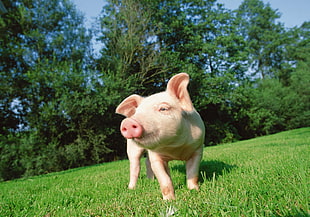 white pig on grass field HD wallpaper