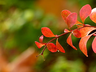 red opaque leaf with spider web