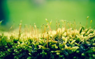 green leaf plant, green, nature, plants, macro