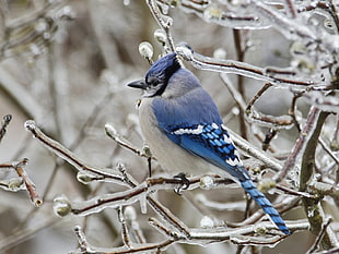 blue, white, and gray bird, winter, snow, birds, ice HD wallpaper