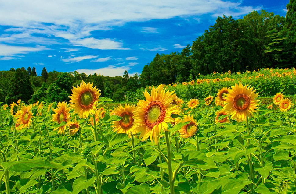 yellow Sunflower Fields HD wallpaper