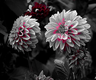 selective color photography of pink petaled flower