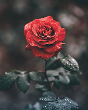 Rose,  Bud,  Drops,  Stem HD wallpaper