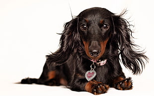 adult black and tan long-coated Dachshund