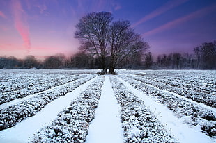 a view of black tree in the middle of snowy field HD wallpaper