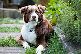 tricolor Australian Shepherd Dog lying on grass field HD wallpaper