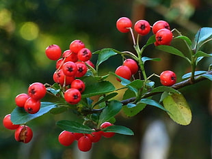 red round fruits macro photography