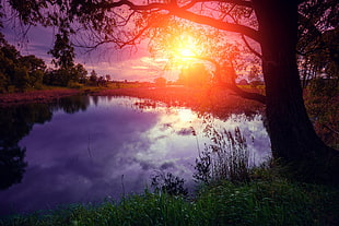 silhouette of tree on lake view during sunset photo