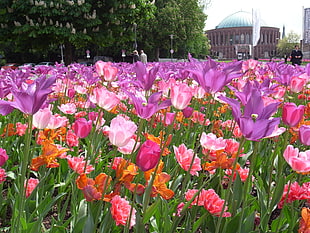 photography of tulip flowers