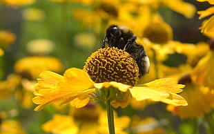 selective focus photography of bumble bee perching on flower HD wallpaper