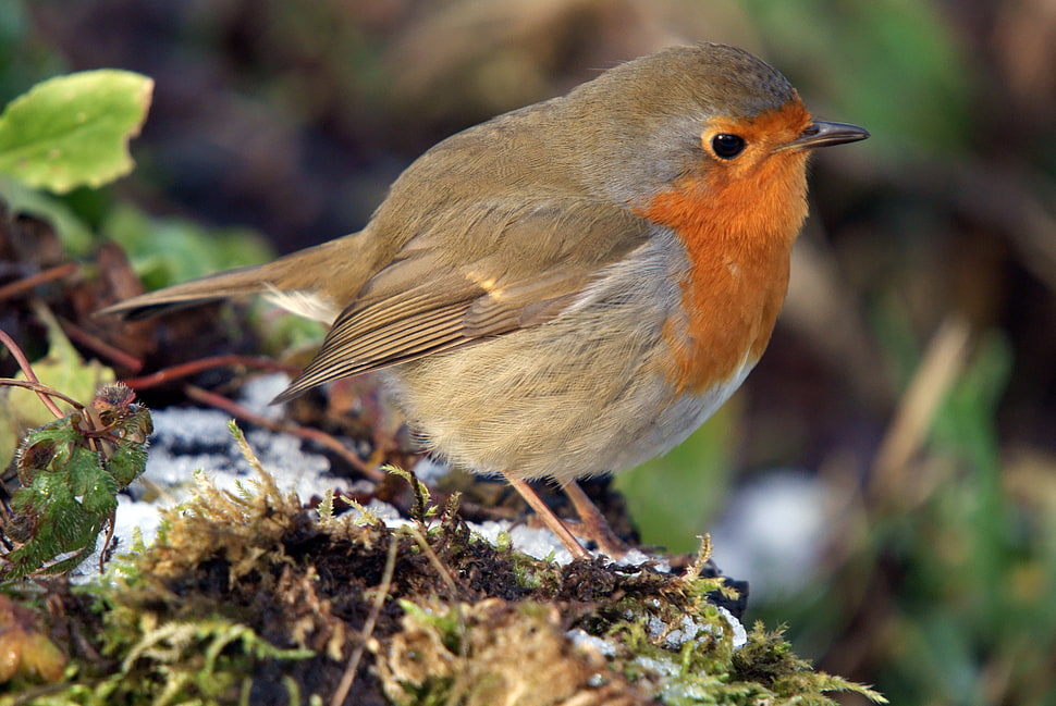 gray bird on brown and green tree stem, robin, martin mere HD wallpaper