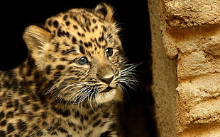 brown and black leopard