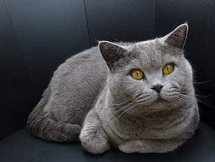 short-fur grey cat on black leather sofa