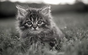 gray fur kitten on grass HD wallpaper