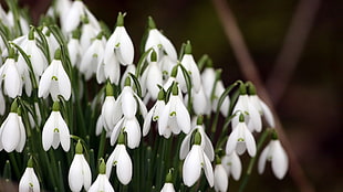 photography of white petaled flower HD wallpaper