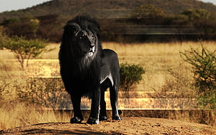 black lion, animals, lion, black, melanism HD wallpaper