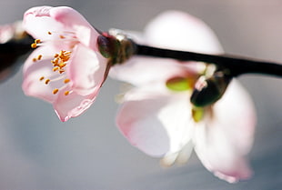 selective focus photography of pink petaled flower