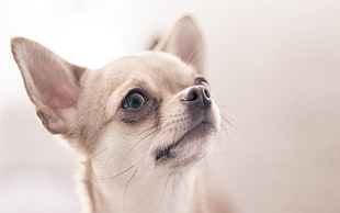 selective focus of cream Chihuahua HD wallpaper