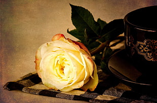 painting of white rose near black ceramic mug HD wallpaper