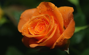 shallow depth photograph of water droplets in orange rose HD wallpaper