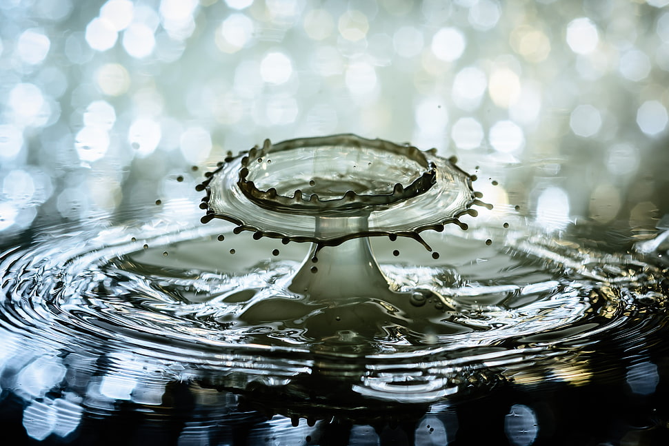 selective focus photo of water drop HD wallpaper