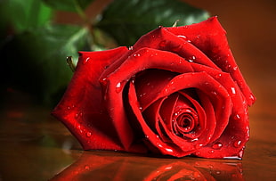 red rose