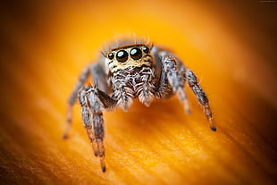 black and gray Spider on orange textile HD wallpaper