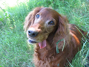 dark English Cocker Spaniel puppy on grass field at daytime