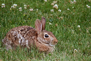 brown rabbitt HD wallpaper