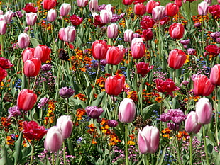 red and pink Tulips flower field HD wallpaper